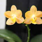 phalaenopsis little Zoro
