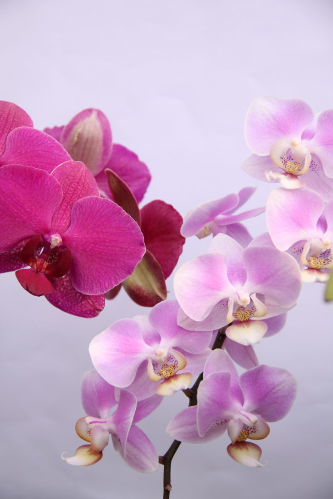 Phalaenopsis - nejrozšířenější orchidej na světě