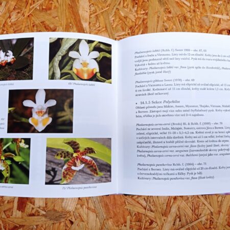 botanické druhy - phalaenopsis kniha