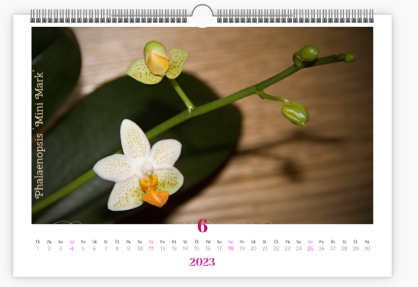kalendář orchidejí - březen 2023