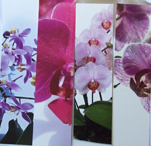 záložka orchidej
