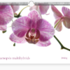 nástěnný kalendář orchideje 2024
