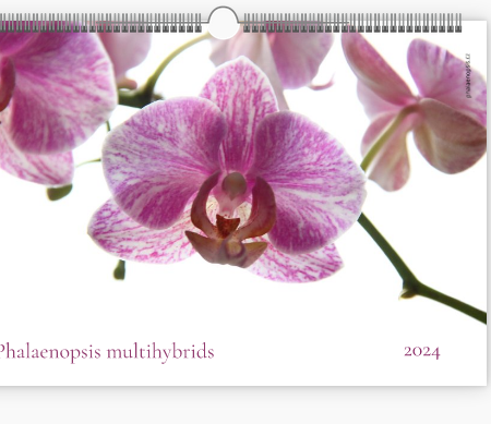 nástěnný kalendář orchideje 2024