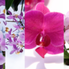záložky orchideje