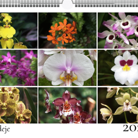 kalendář orchidejí 2026