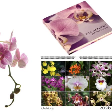 kniha phalaenopsis a kalendář orchidejí