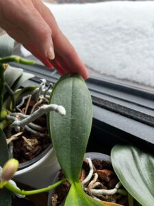 orchideje v zimě, pozor na chlad